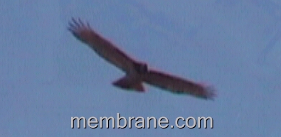 Red-tail Hawk Soars High