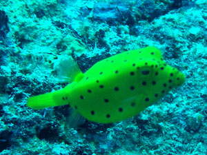 Juvenile Drum