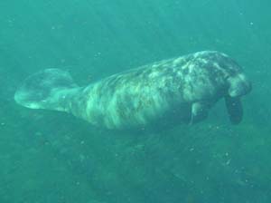 Manatee Surfacing