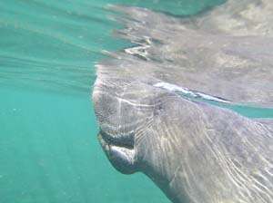 Manatee Breathing