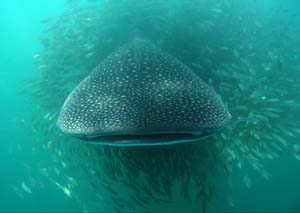 Whale shark