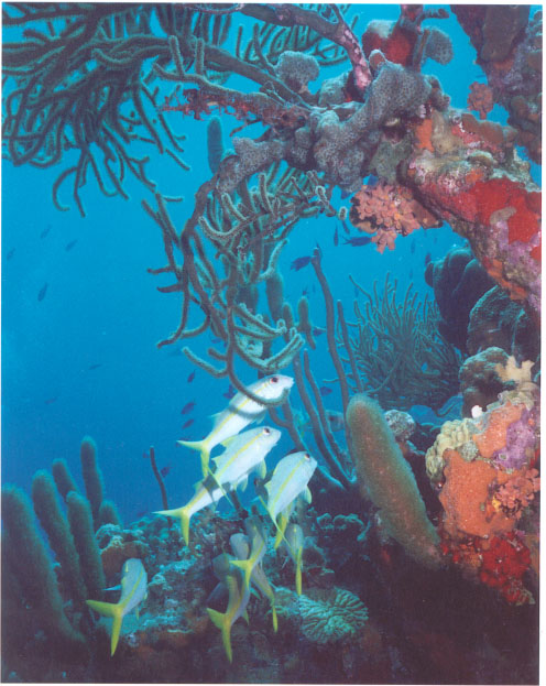 Jeff Solow's Reef Scene