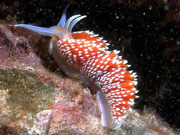 Nudibranch in Catilina