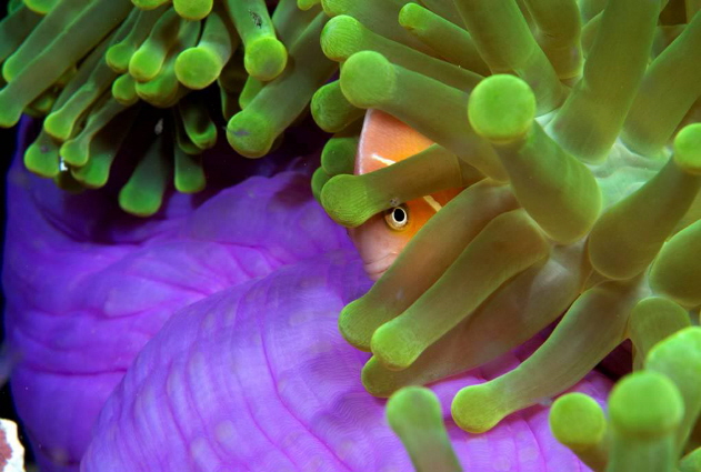 Clown in Anemone