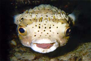 Happy Balloonfish