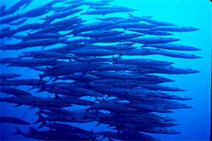 School of Barracuda, Palau