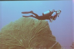 Barb With Giant Sea Fan