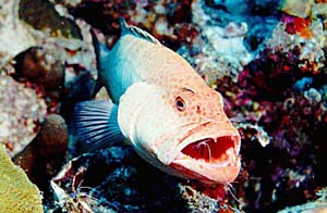 Cleaning Station - Bonaire