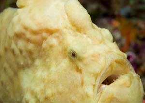 Frogfish