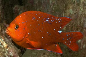 Juvenile Garibaldi