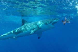 Great White Feeding