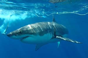 Great White Feeding