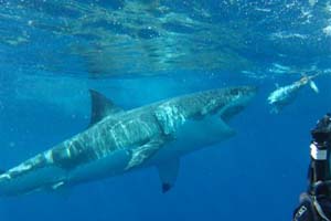 Great White Feeding