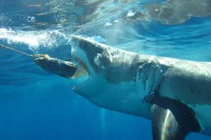 Great White Feeding