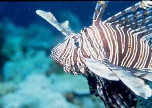 Lionfish