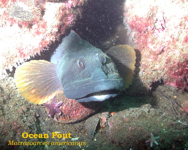 Arch McNamara's Ocean Pout