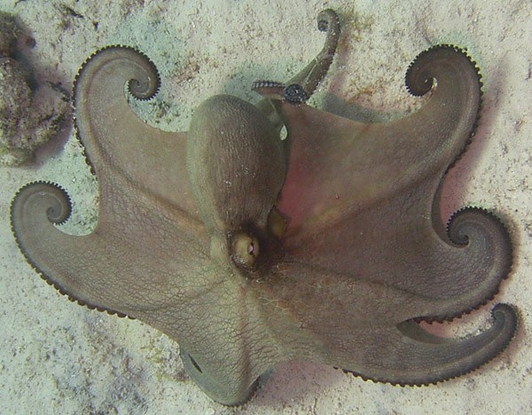 Octopus