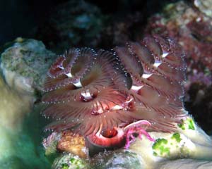 Xmas Tree Worm