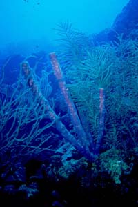 Giant Tube Sponges at Thousand Steps