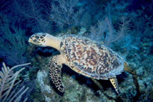 Swimming with a Green Sea Turtle