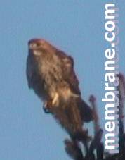 The Firm Grip of a Red-tail Hawk